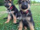 Magnifiques chiogs bergers allemands