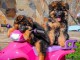 Chiots Berger Allemand