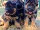 Chiots Berger Allemand