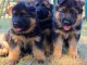 Chiots Berger Allemand