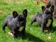 02 chiots bouledogue français