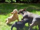  disponible de suite des Bouledogue Francais, Elevage en Belgique