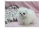 Superbes chiots spitz nain lof