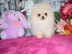 Adorables petits chiots spitz nain