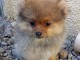 Adorables petits chiots spitz nain