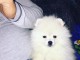 Adorables petits chiots spitz nain