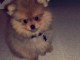 Adorables petits chiots spitz nain