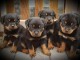 MAGNIFIQUES CHIOTS ROTTWEILER