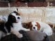 Chiots cavalier king charles 