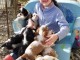 Chiots cavalier king charles