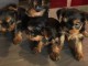 Chiots yorkshire recherchent famille adoptive