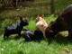  bouledogues LOF, en pleine forme.  Ils sont nés le 20 Janvier. 3