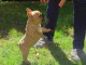  chiots bouledogue Français LOF