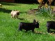   chiots bouledogue Français LOF