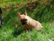  Disponible de suite chiots bouledogue Français LOF