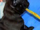  Disponible de suite chiots bouledogue Français LOF