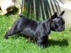   Disponible de suite chiots bouledogue Français LOF
