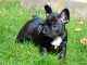  Disponible de suite chiots bouledogue Français LOF