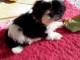 Adorables chiots shih tzu male et femelle LOF