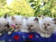 MAGNIFIQUE CHATONS SACRÉ DE BIRMANIE