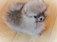 Adorables petits chiots spitz nain