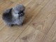 Adorables petits chiots spitz nain