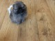 Adorables petits chiots spitz nain