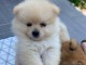 Adorables petits chiots spitz nain