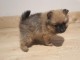 Adorables petits chiots spitz nain