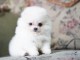 Adorables petits chiots spitz nain