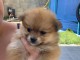 Adorables petits chiots spitz nain