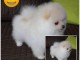 Adorables petits chiots spitz nain