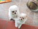 Disponible nos chiots spitz nain