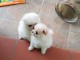 Disponible nos chiots spitz nain