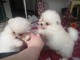 Disponible nos chiots spitz nain