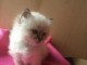 Donne petit chaton savannah