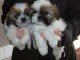 Adorable chiot SHIH-TZU