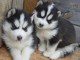 Vous cherchez chiot Husky ? 