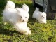 A donner magnifiques bébés chiots Bichon frisé (1F 1M)