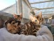 Superbes chatons bengal