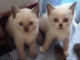 2 jolie chatons siamois