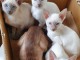 ADORABLES CHATONS SIAMOIS