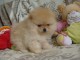 Donne Chiot Type Spitz nain femelle contre bon soin 