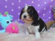 Adoption chiot Cavalier King Charles femelle 