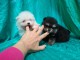 Disponible nos chiots spitz nain