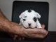 JOLI CHIOT BOULDOGUE FRANCAIS CADEAU NON LOFT