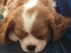 Superbe chiot cavalier king charles spaniel