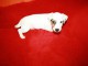 chiots jack russell disponible 