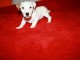 chiots jack russell disponible contre bon soin