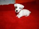 chiots jack russell disponible de suite